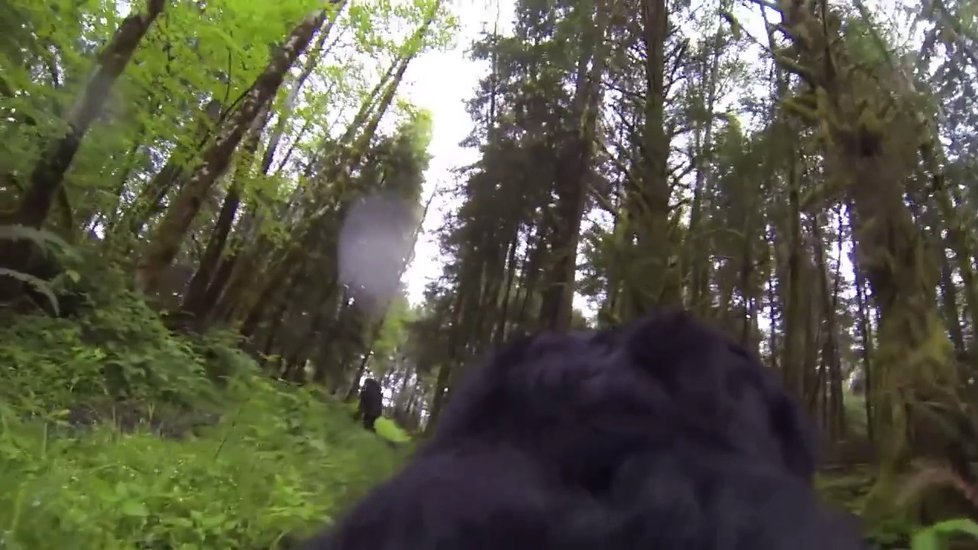 Pes měl na sobě GoPro kameru a možná natočil Bigfoota.