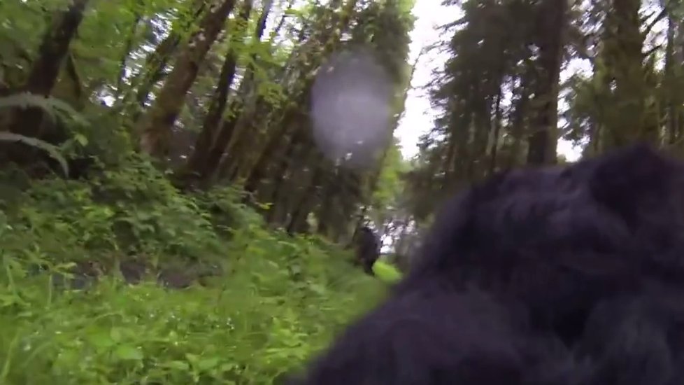 Pes měl na sobě GoPro kameru a možná natočil Bigfoota.