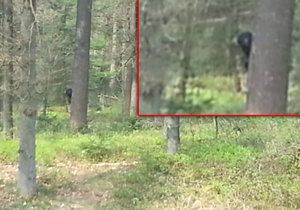 Je toto opravdový Bigfoot, který byl zachycen v Nizozemsku?