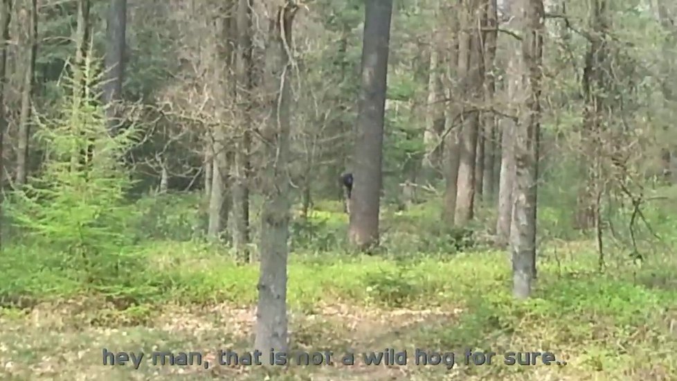 Bigfoot, který byl zachycen v Nizozemsku