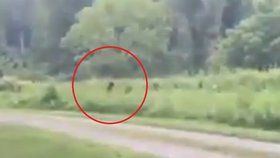 V Severní Karolíně údajně zpozorovali Bigfoota.