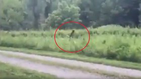 V Severní Karolíně údajně zpozorovali Bigfoota.