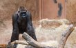Gorila Bikira: Nevěděla, jak se postarat