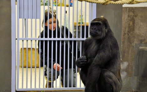 Celá pražská zoo doufá, že Bikiřino těhotenství dobře dopadne.