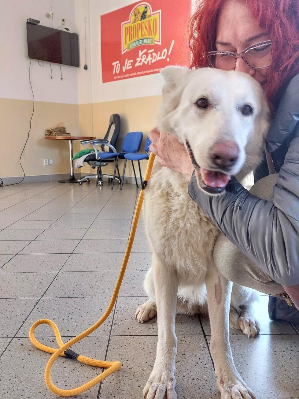 Bílá fenka švýcarského ovčáka, která se v únoru potulovala v ulicích Prahy, byla od svých páníčků unesena. Nakonec však přece jen došlo ke šťastnému shledání s její rodinou.