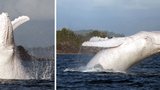 Moby Dick existuje! Unikátní fotografie sněhobílé velryby u Austrálie