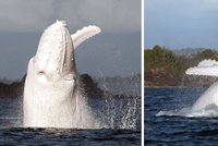Moby Dick existuje! Unikátní fotografie sněhobílé velryby u Austrálie