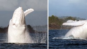 Moby Dick existuje! Unikátní fotografie sněhobílé velryby u Austrálie