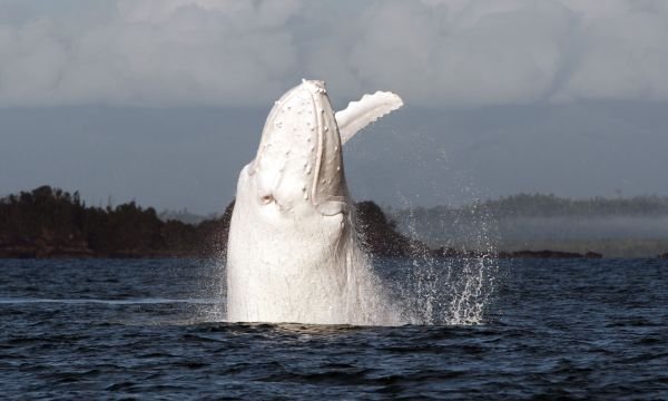 Moby Dick se majestátně vztyčil