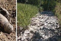 Pohroma v Moravské krasu: Vyschla Bílá voda, ryby a raci hromadně hynou