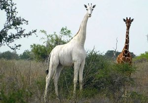 Pytláci v severovýchodní Keni zabili dvě velmi vzácné bílé žirafy.