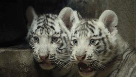 Bílí tygři v liberecké zoo dostali jméno Shankar a Maia