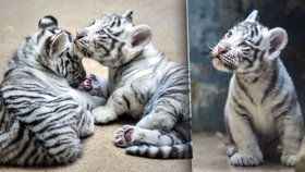 Malá tygří mláďata se mají čile k světu