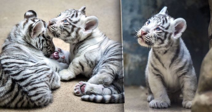 Malá tygří mláďata se mají čile k světu