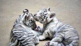 Mláďata bílých tygrů se už spolu kočkují.
