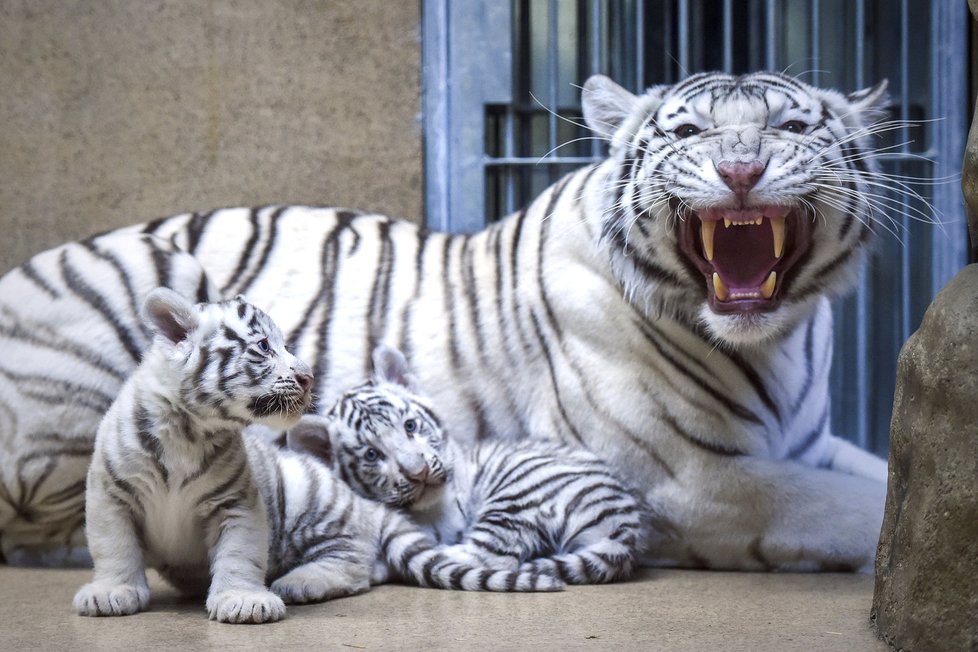 Mláďata bílých tygrů se svou matkou Suryou Bárou.