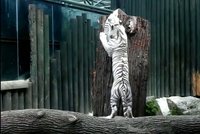Trojčata bílých tygrů slavila 1. narozeniny: Z miminek jsou už dravé šelmy!