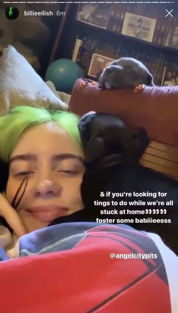 Billie Eilish si vzala do dočasné péče dvě štěňátka