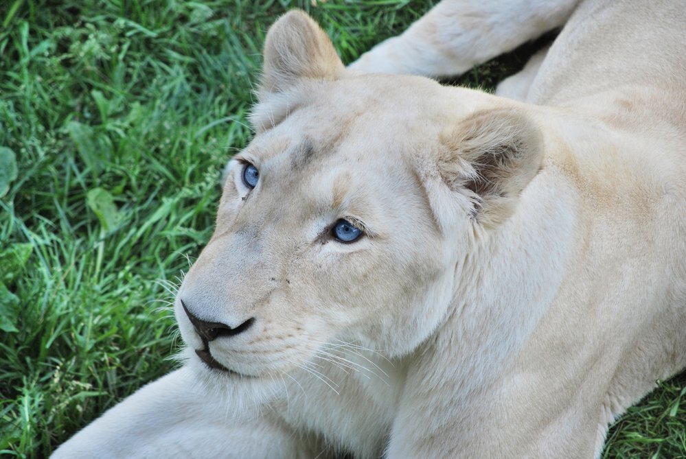 Bílí lvi se vzácně vyskytují v jihoafrické divočině