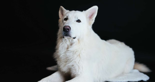 Pohodový Fin neměl problém ani zapózovat ve fotoateliéru.