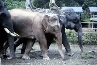 V Barmě odchytili vzácného bílého slona! Čeká ho život božstva