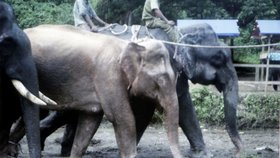 V Barmě objevili vzácného bílého slona!