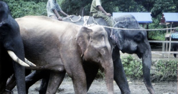 V Barmě objevili vzácného bílého slona!