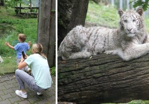 Tygřice Charlota se v hodonínské zoo stala miláčkem dětí.