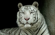 Velký smutek v Zoo Liberec: Přišli o samce bílého tygra! 