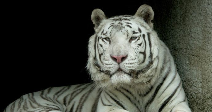 Zoo Liberec oznámila smutnou zprávu: Veterináři museli uspat bílého tygra Parida!