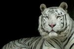 Zoo Liberec oznámila smutnou zprávu: Veterináři museli uspat bílého tygra Parise!