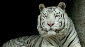 Zoo Liberec oznámila smutnou zprávu: Veterináři museli uspat bílého tygra Parise!