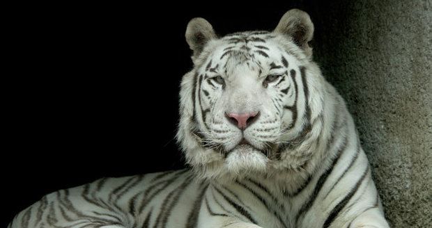Zoo Liberec přišla o svou chloubu: Veterináři museli uspat tygra Parise!