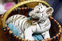 Mládě bílého tygra se stalo miláčkem zoo!