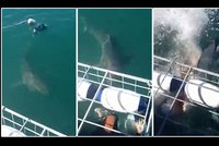 Šokující video: Obrovský žralok napadl potápěče, nezastavila ho ani klec!