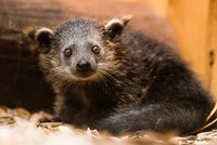 V ostravské zoo se narodil binturong: Těžko se množí a v přírodě se loví kvůli penisu