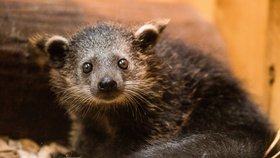 Ostravská zoologická zahrada odchovává druhé mládě binturonga.