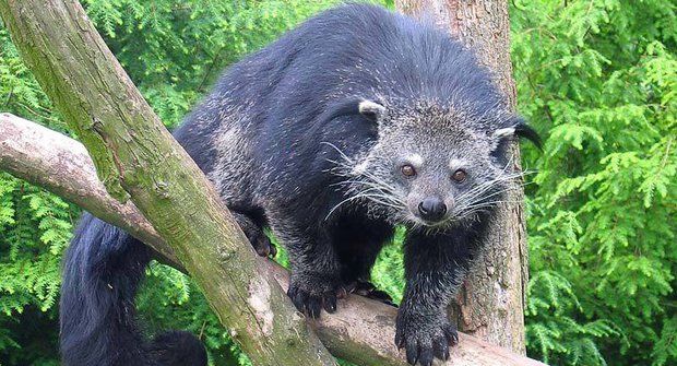 Binturong: Největší z cibetek