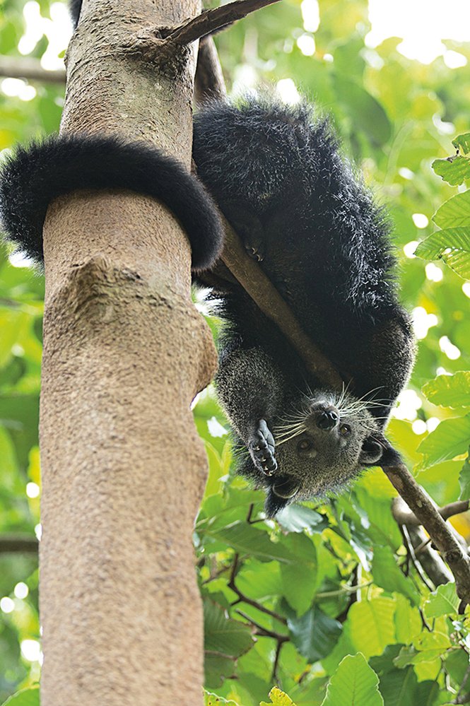 Ovíjivý ocas udrží na stromě celou váhu binturongova těla
