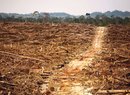 Odlesňováním za lepší klima: v Indonésii ustupují pralesy palmám, v USA mizí velké plochy a dřevo putuje k nám jako „obnovitelný zdroj“