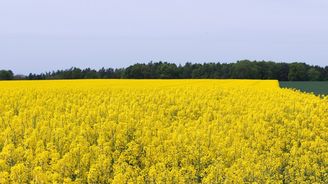 Řepky ubývá. Mohou za to konkurence a omezování pesticidů, říká statistik