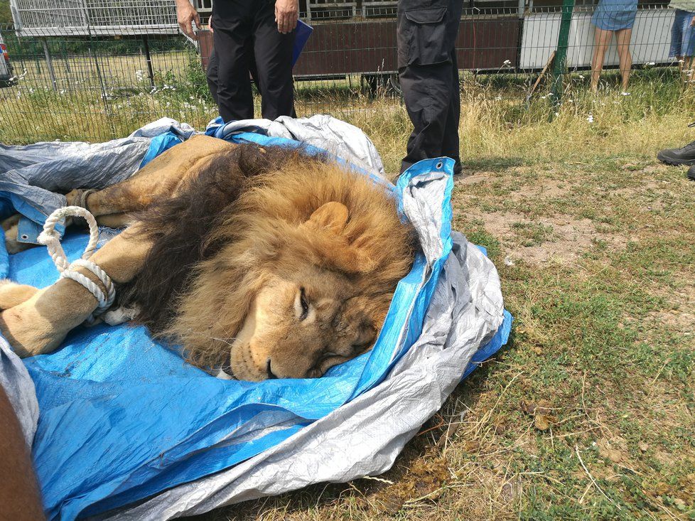 Lva i tygry uspali veterináři