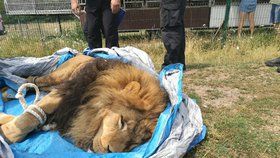 Ze soukromé zoo na Hradecku utekli dva tygři a lev: Někdo jim na svobodu pomohl?