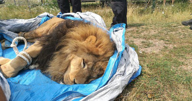 Ze soukromé zoo na Hradecku utekli dva tygři a lev: Někdo jim na svobodu pomohl?