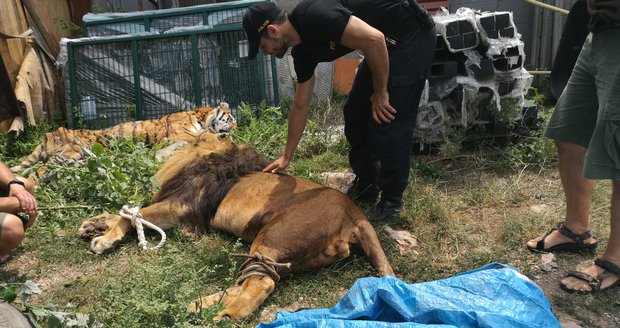 Útěk lva a tygrů na Královéhradecku nebyl trestný čin: Policie nezjistila, jak byly klece otevřeny