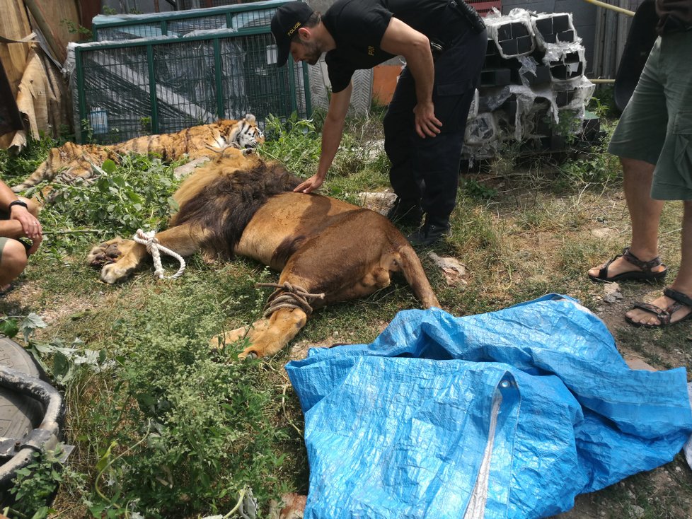 Lva i tygry uspali veterináři