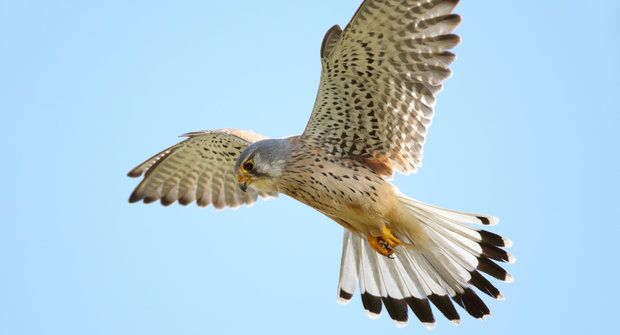 Birdwatching 19: Na ptáky s mobilem