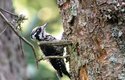 Birdwatching: Mám dalekohled a čas. Víc nepotřebuji