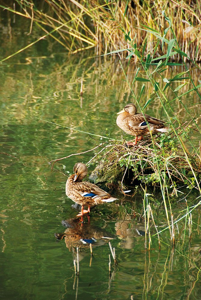 Birdwatching: Mám dalekohled a čas. Víc nepotřebuji