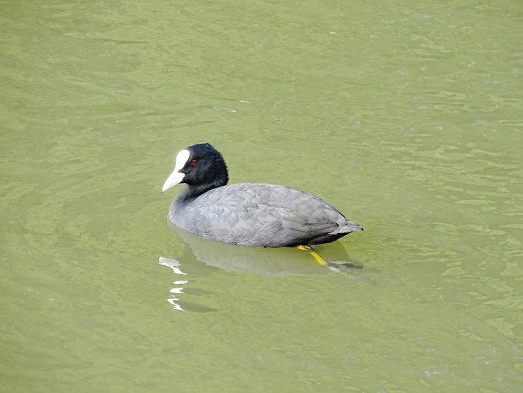 Birdwatching: Mám dalekohled a čas. Víc nepotřebuji